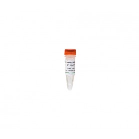 Micrococcal Nuclease (10 U /100 μl) ^