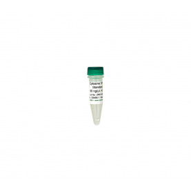Cytosine DNA Standard (2 µg) '**'