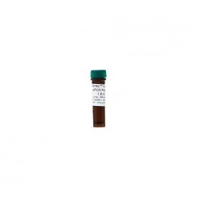 Femto™ Human qPCR Premix
