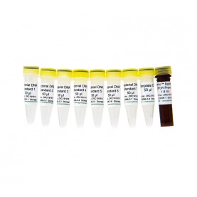 Femto™ Bacterial DNA Quantification Kit
