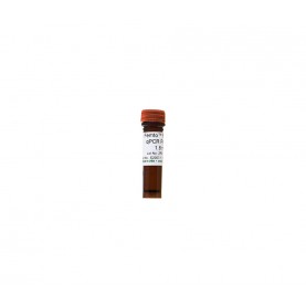 Femto Fungal qPCR Premix