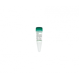 Zymo Research A4001-200 Anti-5-Hydroxymethylcytosine Polyclonal Antibody