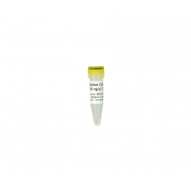 Zymo Research D5325-5-2 Positive Control