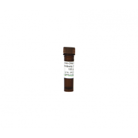 Zymo Research D5425-3-200 Anti-DNA HRP Antibody (100X)
