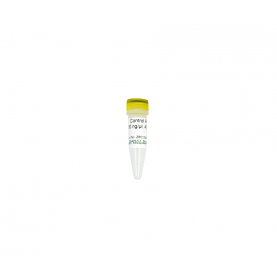 Zymo Research D5425-5-1 Control A (100 ng/µl)