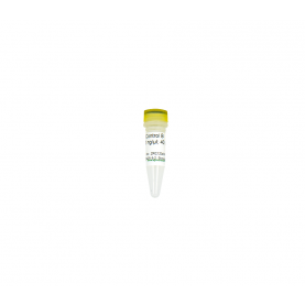 Zymo Research D5425-5-2 Control B (100 ng/µl)