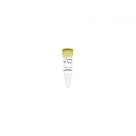 Zymo Research D5425-5-4 Control D (100 ng/µl)