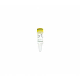 Zymo Research D5425-5-5 Control E (100 ng/µl)