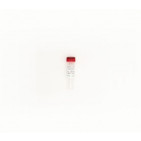 Zymo Research D6311 ZymoBIOMICS Microbial Community DNA Standard II (Log Distribution)