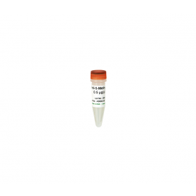 Zymo Research A3002-50 Anti-5-Methylcytosine Monoclonal Antibody (Clone 7D21)