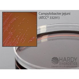 Hardy Diagnostic A122 Dry Culture Media, Campy Cefex Agar Plate,  90 Day Shelf Life (Pack of 10)