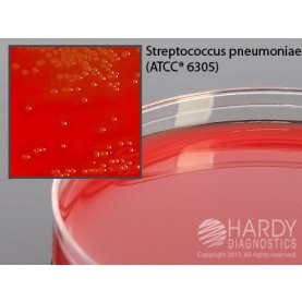 Hardy Diagnostic A20 Dry Culture Media, BHI Agar w/ Blood Plate,  90 Day Shelf Life (Pack of 10)