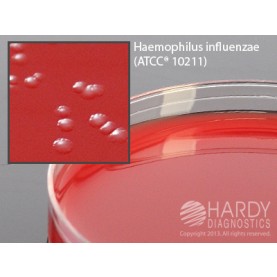 Hardy Diagnostic A68 Dry Culture Media, RTF Agar Plate,  90 Day Shelf Life (Pack of 10)