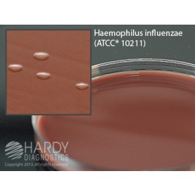 Hardy Diagnostic E20 Dry Culture Media, Mueller Hinton Agar w/ Choc Plate,  90 Day Shelf Life (Pack of 10)