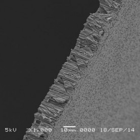 GVS Life Sciences 1215615 Hydrophilic PCTE Filter Membrane 0.4 µm, 37 mm (100/Pack)