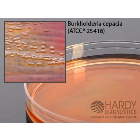 Hardy Diagnostic G09 Dry Culture Media, BCSA Plate,  90 Day Shelf Life (Pack of 10)