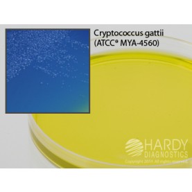 Hardy Diagnostic G113 Dry Culture Media, CGB Agar Plate,  90 Day Shelf Life (Pack of 10)