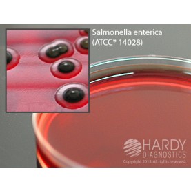 Hardy Diagnostic G165 Dry Culture Media, XLT4 Agar Plate,  90 Day Shelf Life (Pack of 10)