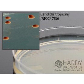 Hardy Diagnostic G17 Dry Culture Media, BiGGY Agar Plate,  90 Day Shelf Life (Pack of 10)