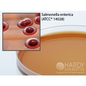 Hardy Diagnostic G175 Dry Culture Media, Brilliant Grn Agar w/ Novo Plate,  90 Day Shelf Life (Pack of 10)