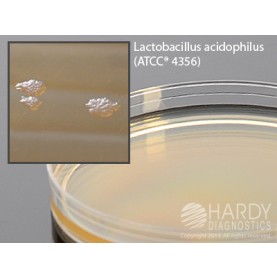 Hardy Diagnostic G181 Dry Culture Media, Orange Serum Agar Plate,  90 Day Shelf Life (Pack of 10)