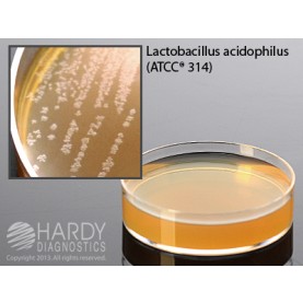 Hardy Diagnostic G182 Dry Culture Media, Universal Beer Agar w/ Cyclo Plate,  90 Day Shelf Life (Pack of 10)