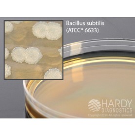 Hardy Diagnostic G204 Dry Culture Media, TSA w/ 6% Yeast Extract Plate,  90 Day Shelf Life (Pack of 10)