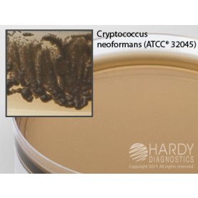 Hardy Diagnostic G213 Dry Culture Media, Caffeic Acid Agar Plate,  90 Day Shelf Life (Pack of 10)