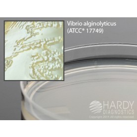 Hardy Diagnostic G226 Dry Culture Media, Marine Agar Plate,  90 Day Shelf Life (Pack of 10)