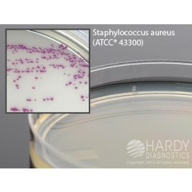 Hardy Diagnostic G307 Dry Culture Media, HardyCHROM MRSA Plate,  70 Day Shelf Life (Pack of 10)