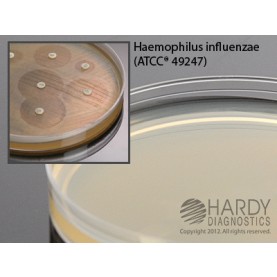 Hardy Diagnostic G33 Dry Culture Media, HTM Agar (Haem.Test Med.) Plate,  90 Day Shelf Life (Pack of 10)