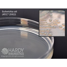 Hardy Diagnostic G42 Dry Culture Media, Letheen Agar Plate Plate,  90 Day Shelf Life (Pack of 10)