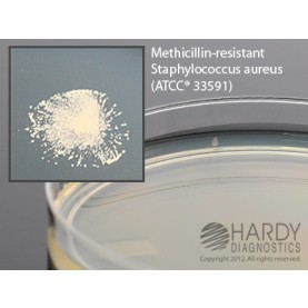 Hardy Diagnostic G47 Dry Culture Media, MRSA Screen Plate Plate,  90 Day Shelf Life (Pack of 10)