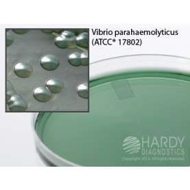 Hardy Diagnostic G55 Dry Culture Media, TCBS Agar Plate,  90 Day Shelf Life (Pack of 10)