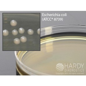 Hardy Diagnostic G77 Dry Culture Media, LB Agar Plate,  90 Day Shelf Life (Pack of 10)