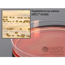 Hardy Diagnostic G97 Dry Culture Media, MSA w/ Oxacillin Plate,  90 Day Shelf Life (Pack of 10)