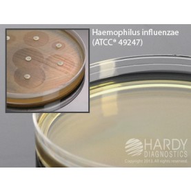 Hardy Diagnostic H07 Dry Culture Media, HTM Agar (Haem.Test Med.) Plate,  90 Day Shelf Life (Pack of 10)