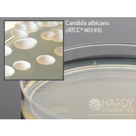 Hardy Diagnostic H39 Dry Culture Media, Sabdex Agar Plate,  90 Day Shelf Life (Pack of 10)