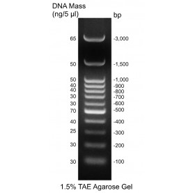 IBI Scientific Ready-To-Use 100 bp DNA Ladder