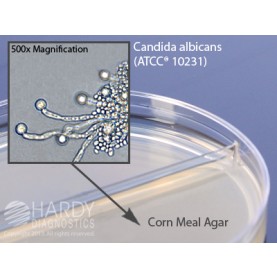 Hardy Diagnostic J48 Dry Culture Media, Corn Meal Agar w/ Tween een 80 Biplate,  90 Day Shelf Life (Pack of 10)