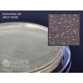 Hardy Diagnostic P32 Dry Culture Media, R2A Agar Contact Plate,  100 Day Shelf Life (Pack of 10)