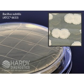 Hardy Diagnostic P34 Dry Culture Media, TSA w/ Lec & Tween  Contact Plate,  90 Day Shelf Life (Pack of 10)