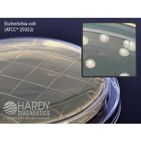 Hardy Diagnostic P51 Dry Culture Media, Standard Method Agar w/ L&T Contact Plate,  90 Day Shelf Life (Pack of 10)