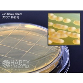 Hardy Diagnostic P80 Dry Culture Media, Malt Extract Agar w/ 0.01% Plate,  90 Day Shelf Life (Pack of 10)