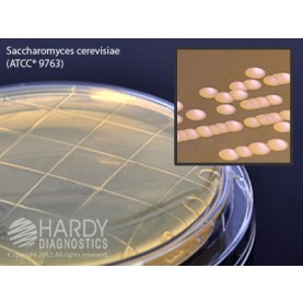 Hardy Diagnostic P93 Dry Culture Media, Malt Extract Agar w/ L&T Plate,  90 Day Shelf Life (Pack of 10)