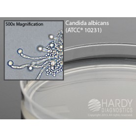 Hardy Diagnostic W10 Dry Culture Media, Corn Meal Agar w/ Tween 80 Plate,  90 Day Shelf Life (Pack of 10)