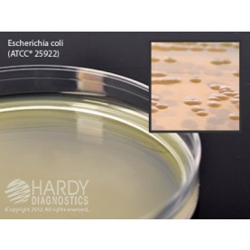 Hardy Diagnostic W15 Dry Culture Media, BHI Agar Plate,  90 Day Shelf Life (Pack of 10)