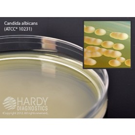 Hardy Diagnostic W28 Dry Culture Media, Malt Extract Agar Plate,  90 Day Shelf Life (Pack of 10)