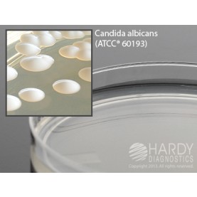 Hardy Diagnostic W50 Dry Culture Media, Mycobiotic Agar Plate,  90 Day Shelf Life (Pack of 10)