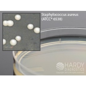 Hardy Diagnostic W64 Liquid Culture Media, TSA Plate,  26 mL, 110 Day Shelf Life (Pack of 10)